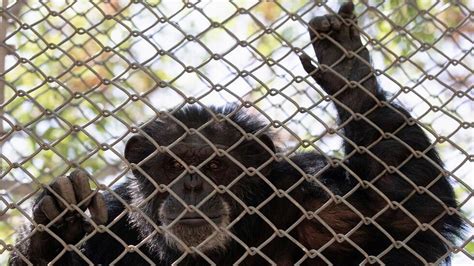 离奇！比利时女子自称与动物园黑猩猩相爱并频繁探望 动物园下禁令_凤凰网