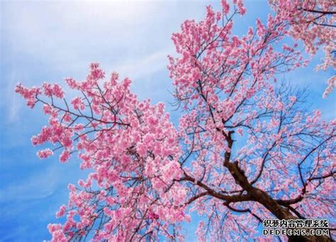 染井吉野樱和日本晚樱花的区别是什么？-园林杂谈-长景园林网