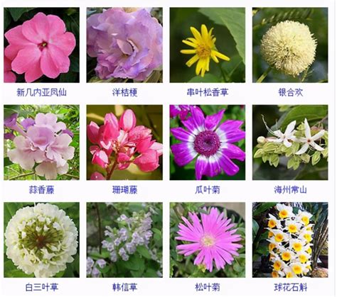 花卉品种图及名称大全（432种花卉品种图鉴分享） - 胖萌舍宠物网