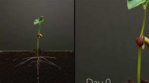 植物25天生长全过程影像记录