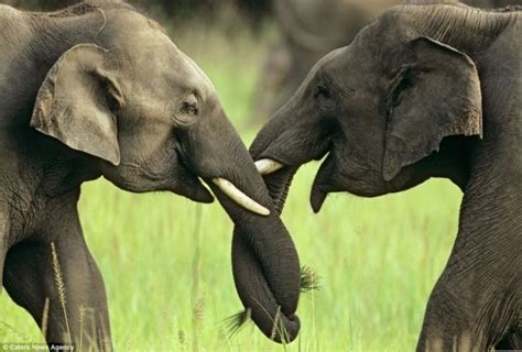 为什么大象用鼻子吸水不会被呛到？__凤凰网
