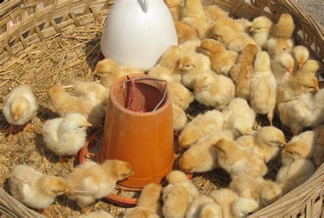 母鸡是怎么受精下蛋的 - 农敢网