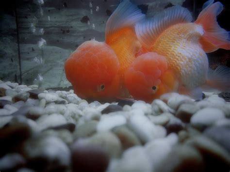 【小金鱼2摄影图片】生态摄影_太平洋电脑网摄影部落