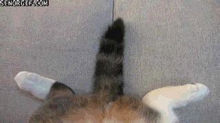 猫咪尾巴敲可爱的，可是为什么这只猫的尾巴是个卷？