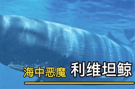曾经的“海洋霸主”巨齿鲨，没有天敌，为什么灭绝了？