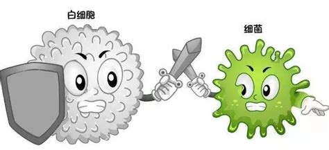 白细胞吞噬细菌动画,卡通_大山谷图库