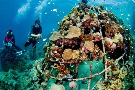 可观赏的人工鱼礁|画廊|中国国家地理网