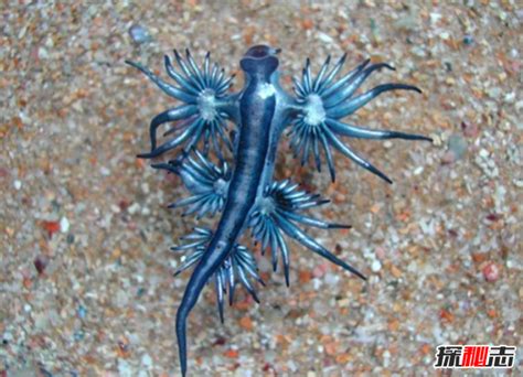 摄影师潜水拍摄奇怪的海洋生物 宛如外星生物