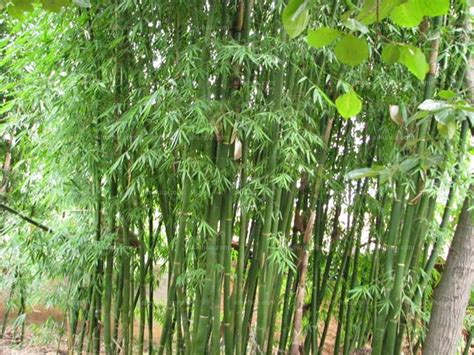 水培米竹植物室内盆栽小型凤尾竹盆景桌面绿植好养花卉观赏竹子_虎窝淘