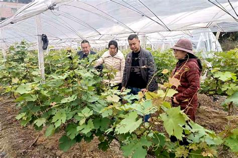 北京绿思维葡萄专业合作社