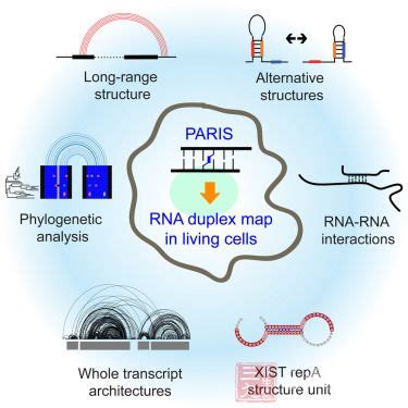 探讨rRNA去除的方法与必要性