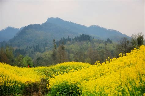 贵州省植物园：草木蔓发 春山可望 - 当代先锋网 - 要闻