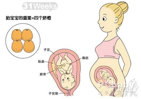 怀孕31周胎儿发育图_怀孕八个月胎儿发育过程图_孕妇常识_怀孕_太平洋亲子网