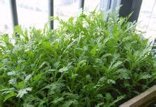 帝王菜又名“独菜”_[标签:标题1]