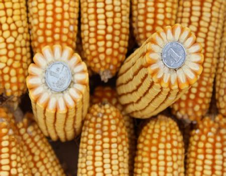 高产玉米种 - 农村网