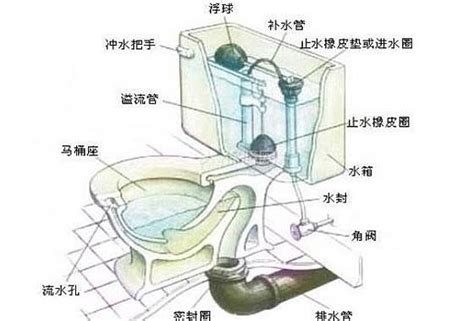 马桶内部结构图图片