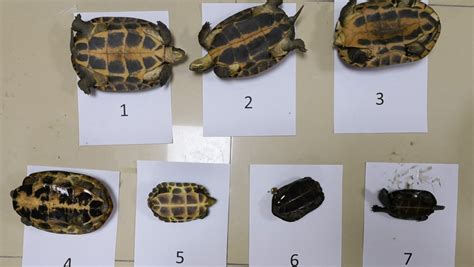 科普贴，8种宠物陆龟的种类，看完后你肯定想养一个|陆龟|宠物|种类_新浪新闻