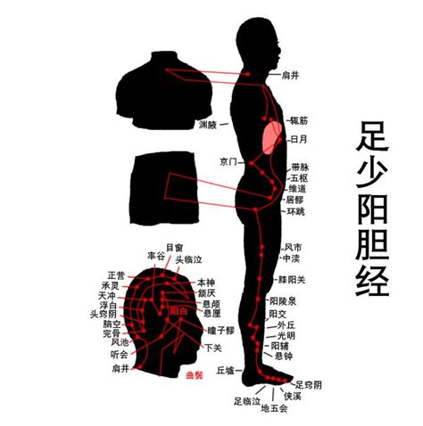 肝经走向图图片