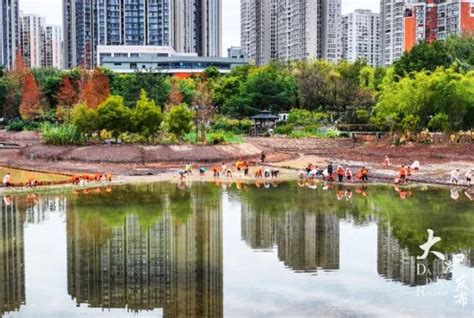 项目清单出炉！2022年“公园大渡口”这样建 重庆风景园林网 重庆市风景园林学会