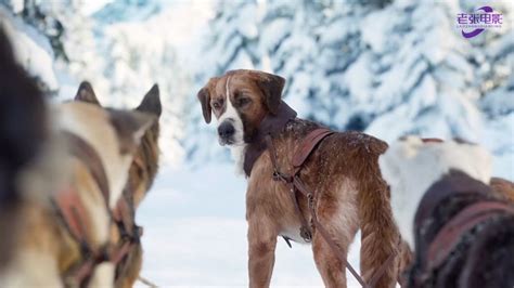 视频截图_《野性的呼唤》新片段曝光 巴克的雪橇犬生涯_3DM单机