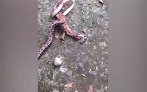 眼镜王蛇刚吃了大蟒蛇，遇见这个可爱生物，逃跑也来不及了！_腾讯视频