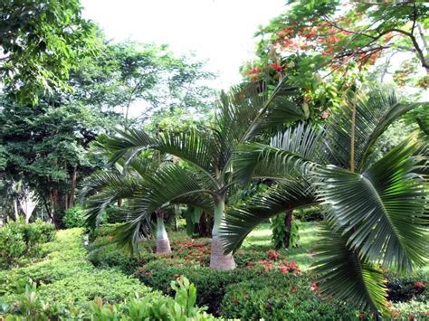 热带树种图片及名称,热带观赏植物50种,热带树种类_大山谷图库