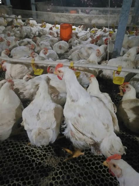 卖完了 - 规模化肉鸡养殖区 鸡病专业网论坛