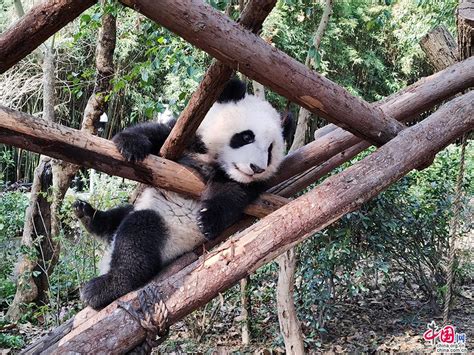 成都熊猫基地开园 2020年全球首对大熊猫双胞胎喜迎游客[组图] _ 图片中国_中国网