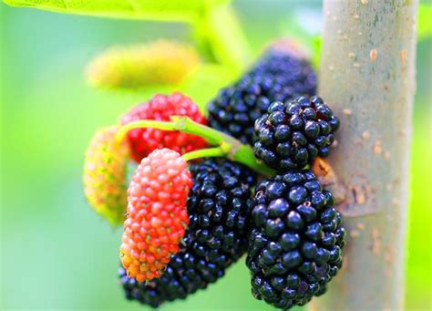 桑葚的葚拼音,黝的拼音,黑莓和桑葚的区别_大山谷图库