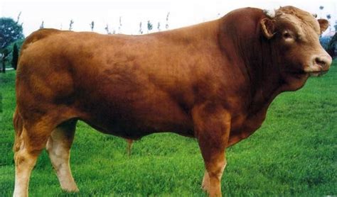 牛的种类名称和图片,牛的品种有哪些及图片,牛的种类(第5页)_大山谷图库
