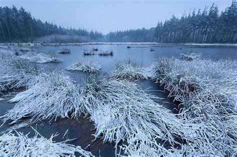 自然冬季森林格罗夫雪中的树木寒冷高清图片下载-正版图片505627069-摄图网