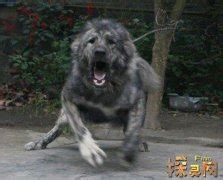 中国藏獒遇上非洲二哥，谁厉害？网友：还得看鬣狗开心不开心|鬣狗|藏獒|二哥_新浪新闻