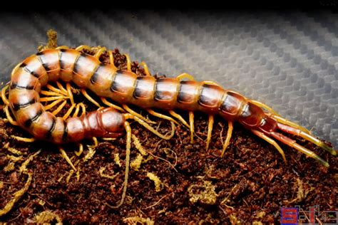 Sbike动植物百科：十大适合作为宠物饲养的大型蜈蚣，炫酷惊艳_巨人_加拉帕格斯_品种
