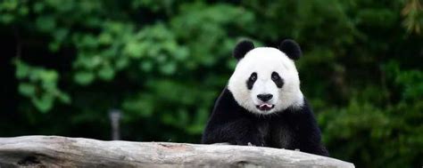 大熊猫的资料-大熊猫的资料,大熊猫,资料 - 早旭阅读
