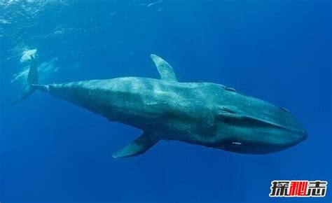 世界上最大的鲸鱼，蓝鲸高33米重181吨(非洲象体重30倍)_探秘志
