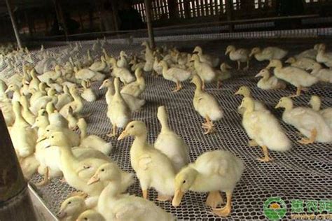 肉鸭养殖技术和方法（肉鸭要想养得好，这5个方法和技巧养殖户须知！） | 说明书网