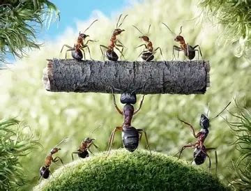 蚂蚁团结合作,团结合作,团结合作素材_大山谷图库