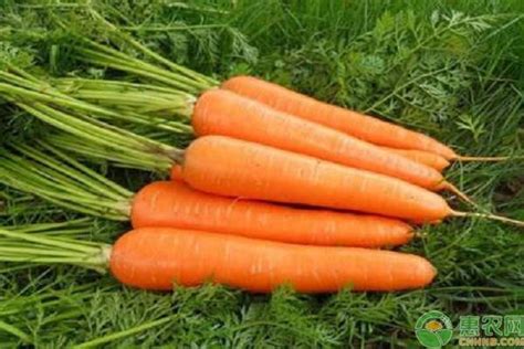 六大常见萝卜品种及其特性介绍 - 惠农网