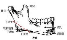腮骨在哪个位置图图片