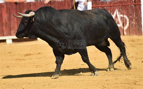 在斗牛场的西班牙公牛高清图片下载-正版图片505807243-摄图网