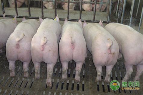 猪的生活习性及行为特点，喜群居爱干净 - 农敢网
