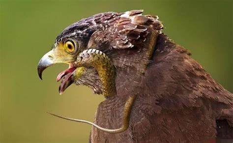 十大最凶猛的鸟类排名 美洲角雕上榜，第二是菲律宾国鸟_排行榜123网