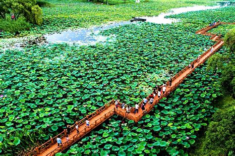 关于洪湖生态旅游区暂时休园的公告-洪湖生态旅游区官方网站