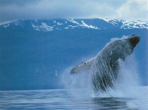 座头鲸,尾巴,海洋,水面,在上面,水,水平画幅,无人,巨大的,野外动物摄影素材,汇图网www.huitu.com