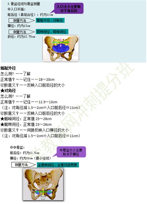 测量骨盆演示图图片