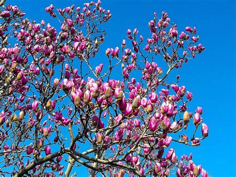 科学网—望春玉兰：花期比白玉兰还早的优美树种 - 张庆费的博文
