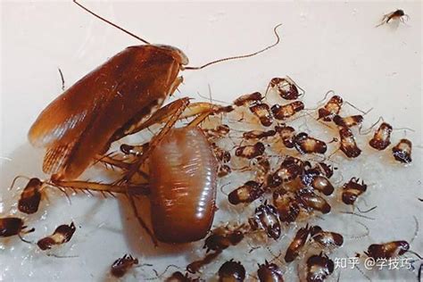 家里面发蟑螂从哪里来的「新手必看：消灭蟑螂的方法及危害」 - 遇奇吧