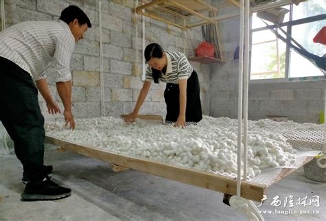 “中国优质茧丝生产基地”绵阳涪城 打造蚕茧产业利益共同体