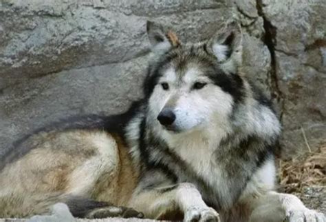 俄罗斯是如何对付泛滥的西伯利亚狼? 用狼肉蒸包子!