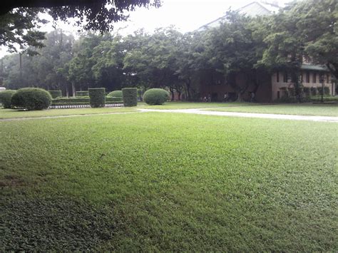 草坪种植批发-重庆草坪种植基地网站建设找我们_深圳富海360总部